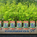 Dekaisnea Fargesova (Decaisnea fargesii) - výška 40-60 cm, kont. C4L